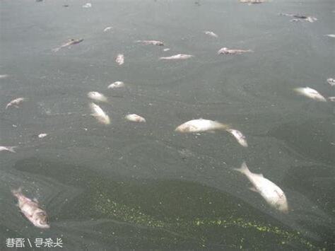 夢見死魚