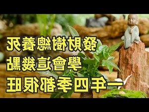 發財樹可以放室內嗎