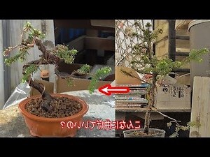 浴室盆栽