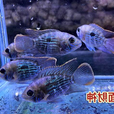 藍面財神魚