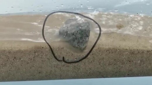 河中石獸工作紙答案