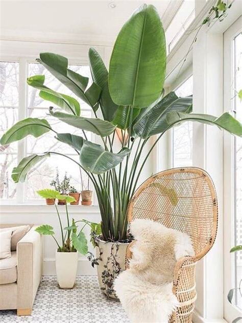 適合客廳的盆栽