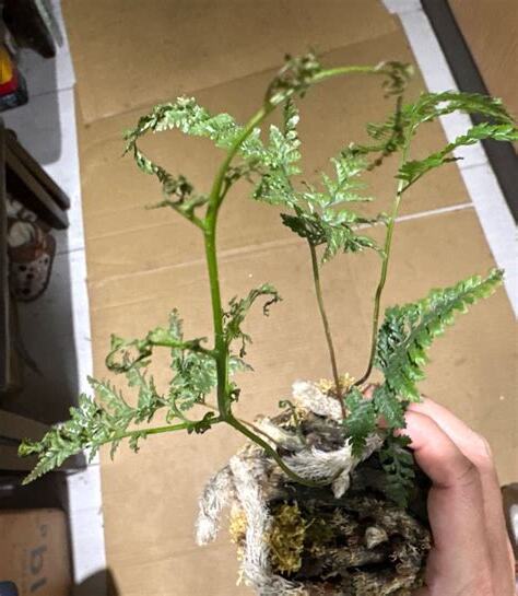 兔腳蕨水培