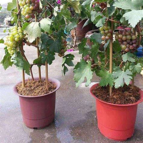 葡萄種植盆栽