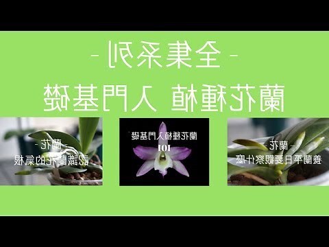 蘭花種植材料
