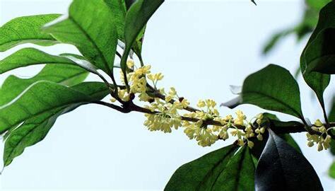 桂花分株