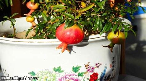 石榴花種植
