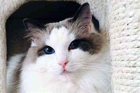 什麼生肖不能養貓