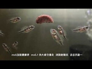 花羅漢繁殖