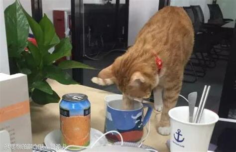 辦公室養貓風水