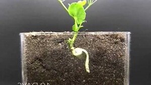 根白