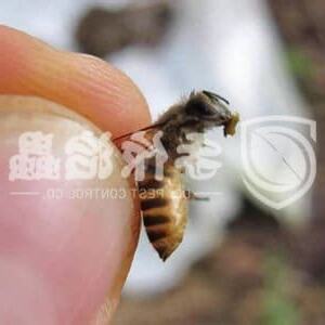 蜜蜂入屋預兆