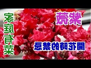 紫薇種植