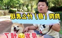 真正意义上的母狗