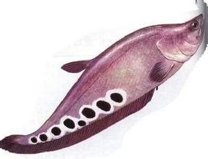 東洋刀魚