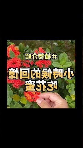 紅色小花植物