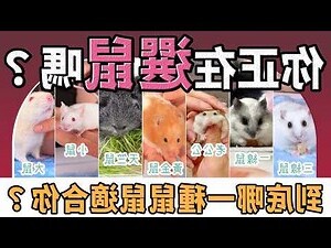 養寵物鼠