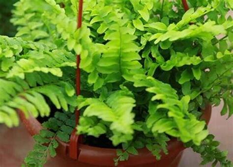 蜈蚣怕什麼植物