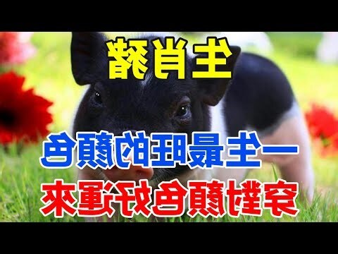 生肖猪适合什么颜色