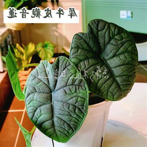 犀牛皮觀音蓮風水