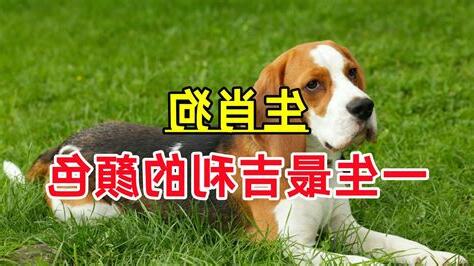 屬狗的顏色