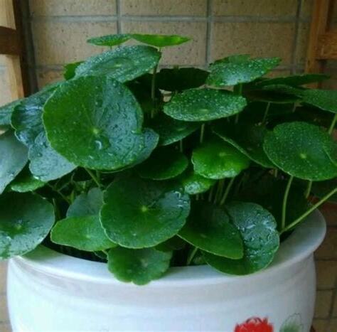 銅錢草開花