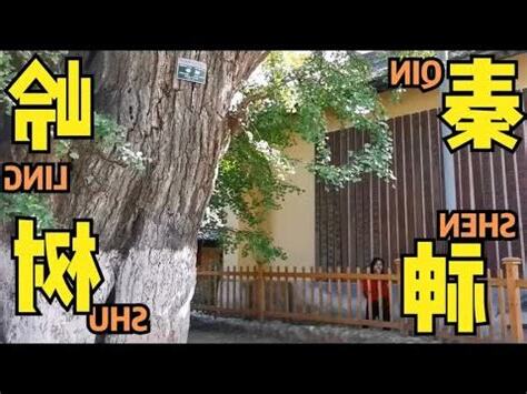 銀杏木葉子掉光