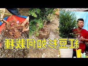紅豆杉盆栽