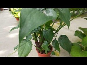 觀賞芋