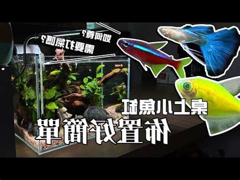 一尺魚缸養多少魚