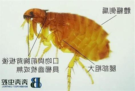 家裡出現跳蚤怎麼辦