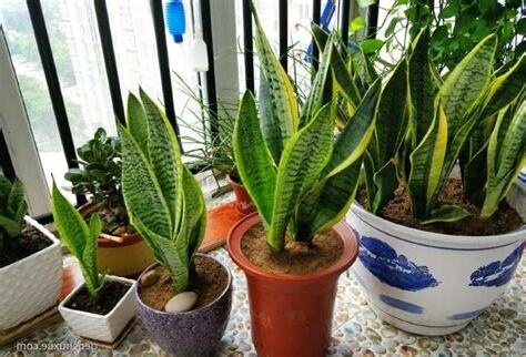 風水禁忌虎尾蘭開花風水