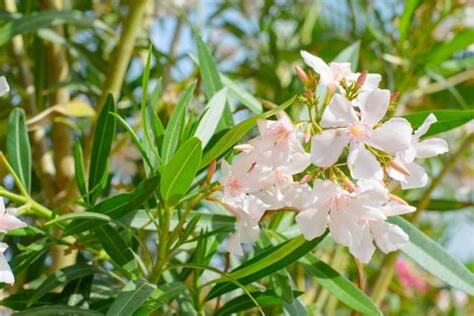 夾竹桃種子有毒嗎