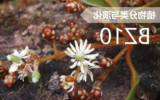什么生木