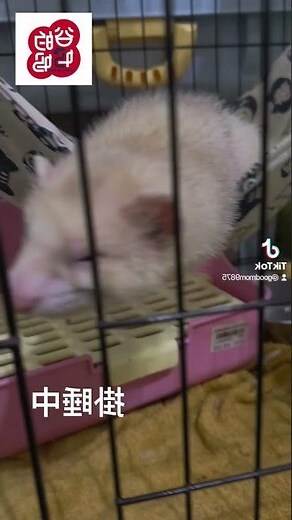 貂媽媽