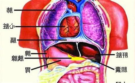 中醫裡面,土是屬於哪一個人的臟腑
