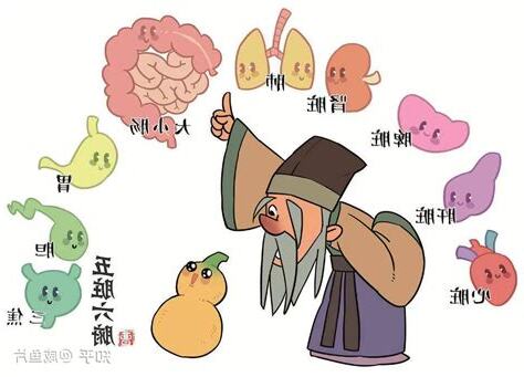 中醫裡面，土是屬於哪一個人的臟腑