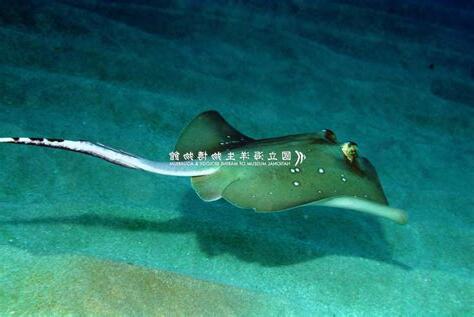 魟魚寓意