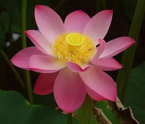 蓮花意思