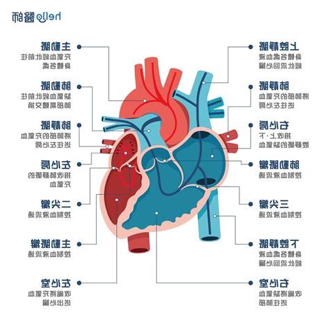 心臟旁邊是什麼