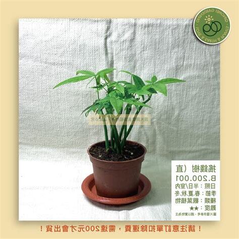 搖錢樹植物