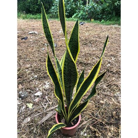 虎尾蘭辦公室風水