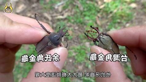 餘氏角金龜
