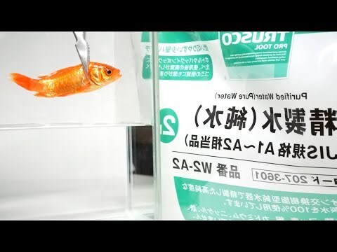 金魚擋煞