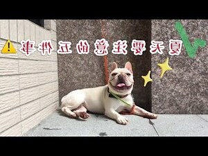 養狗注意事項