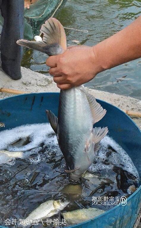 養鯊魚