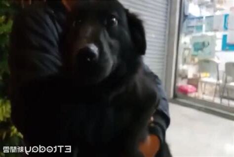 黑狗跑來家裡