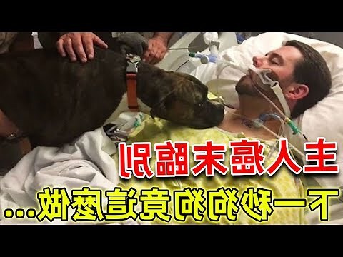 狗狗死亡處理