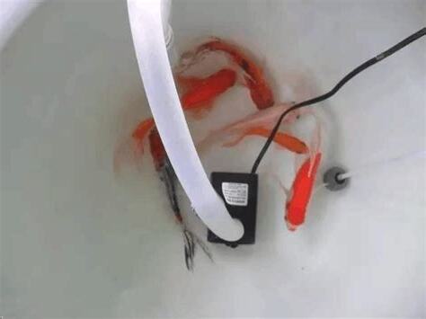 陽台養魚風水