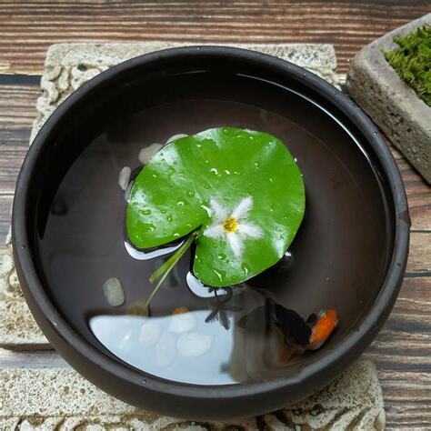 水景盆栽
